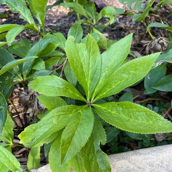 Helleborus viridis Листок