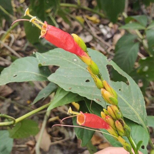 Sanchezia oblonga Blomst