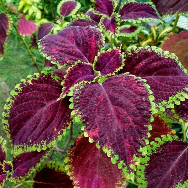 Coleus decurrens Листок