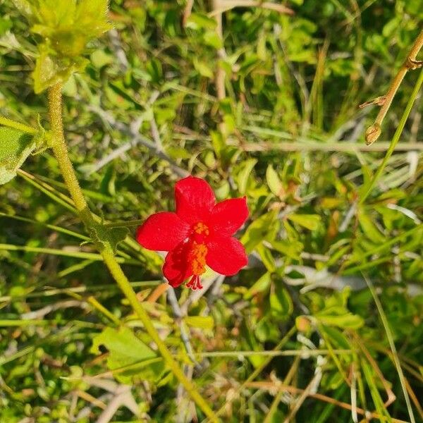 Hibiscus aponeurus Flower