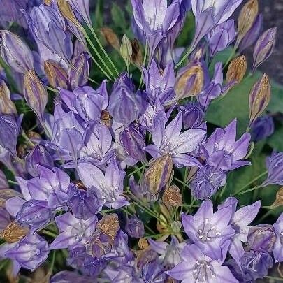 Triteleia laxa Kvet