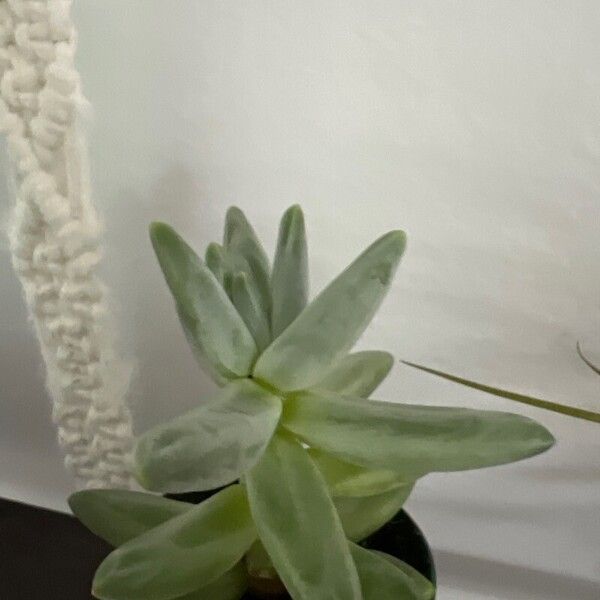 Pachyphytum compactum Blatt