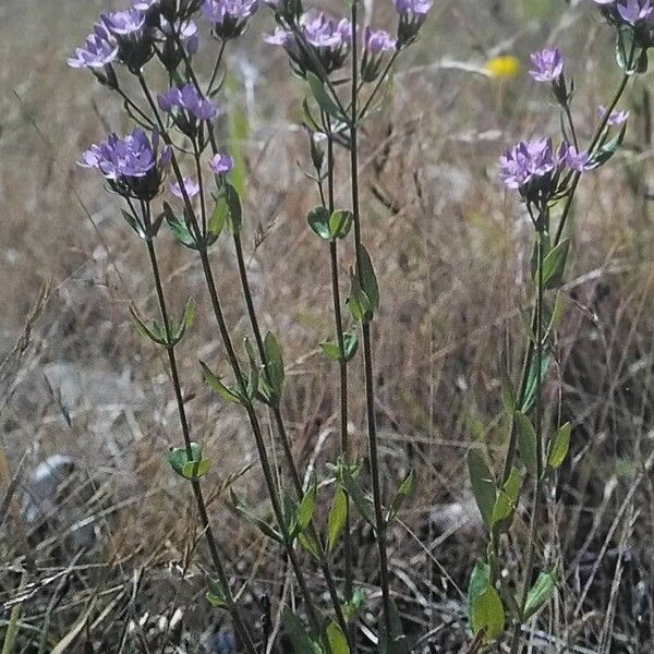 Centaurium erythraea Habitat