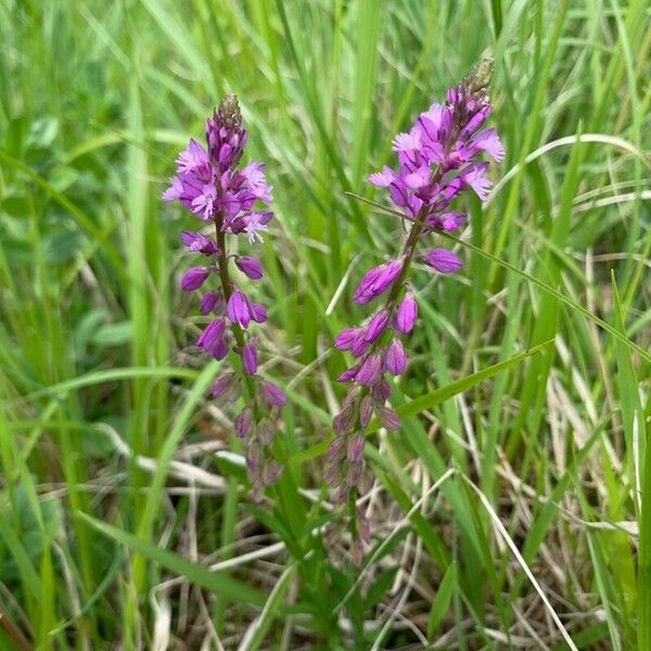 Polygala comosa ফুল