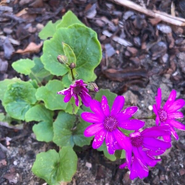 Pericallis lanata Virág