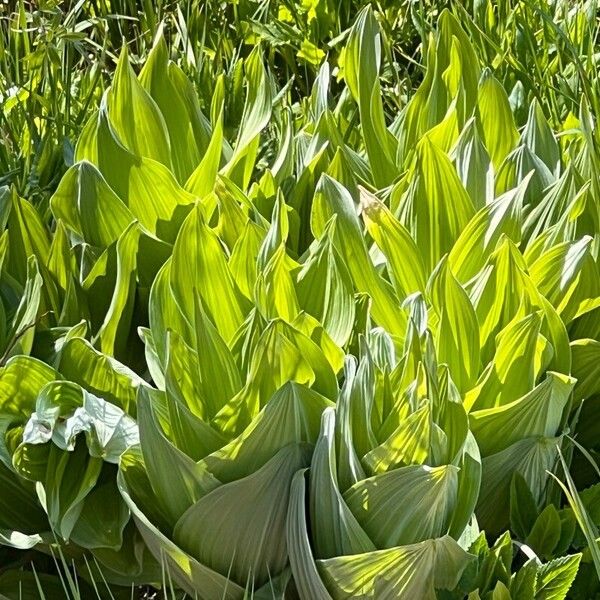 Veratrum californicum Blad