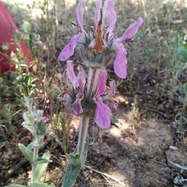 Stachys cretica Leaf