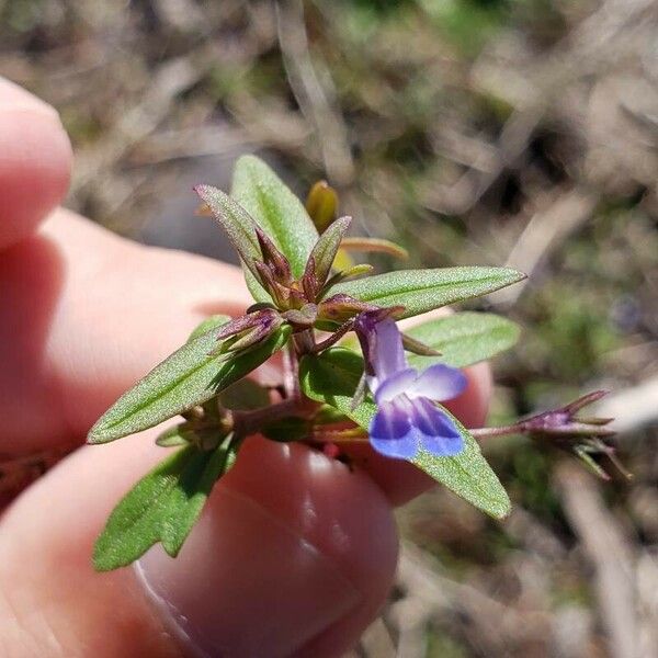 Collinsia parviflora Kwiat