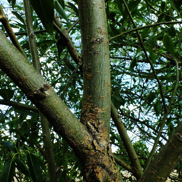 Salix lucida Bark