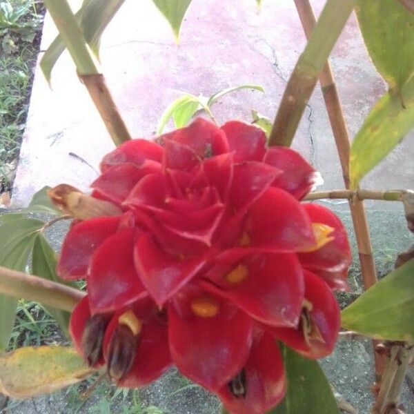 Costus barbatus Flower