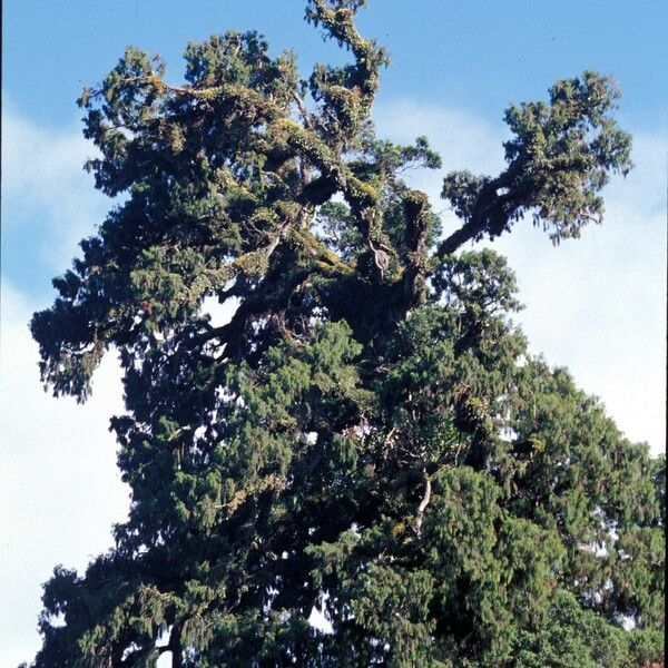 Dacrydium cupressinum (Red pine)