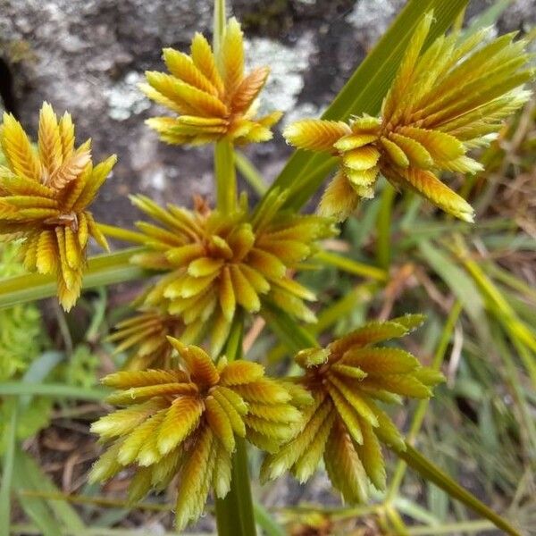 Cyperus eragrostis Cvet