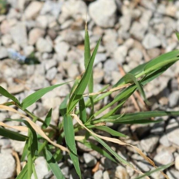 Digitaria sanguinalis Лист