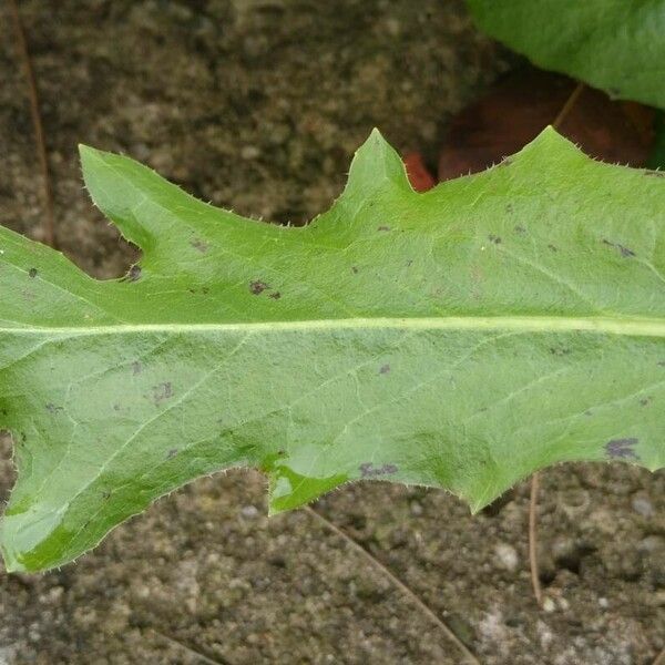 Hypochaeris maculata Feuille