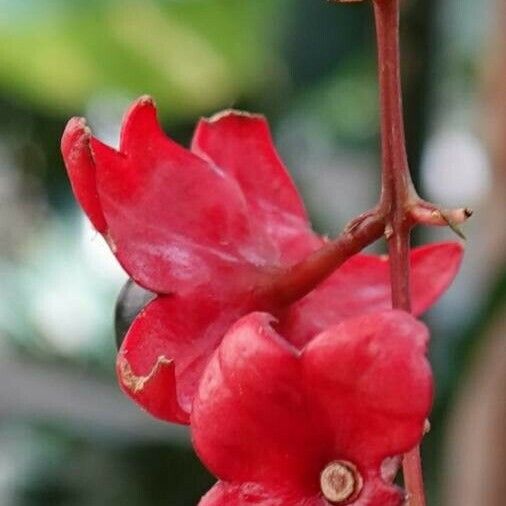 Clerodendrum thomsoniae Floare