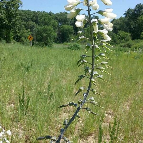 Baptisia alba Bloem