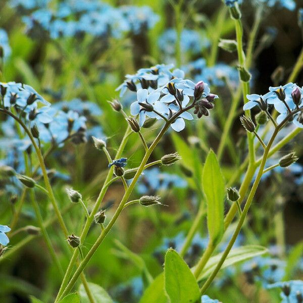 Myosotis sylvatica Цветок