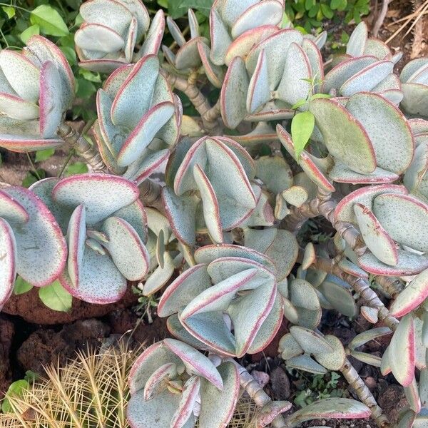 Cotyledon orbiculata Blad