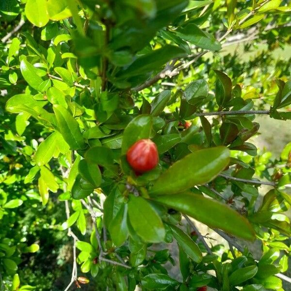 Punica granatum Fruchs