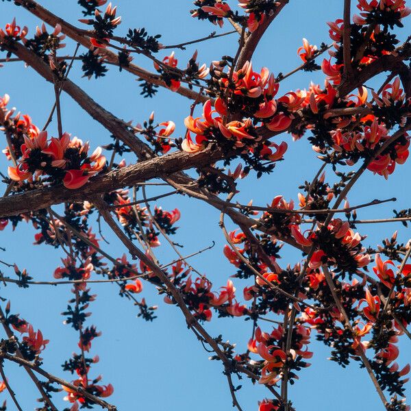 Erythrina variegata ᱛᱟᱦᱮᱸ