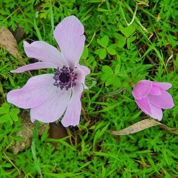 Anemone coronaria Cvet