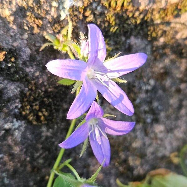 Campanula poscharskyana Kwiat