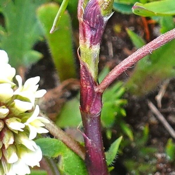 Trifolium occidentale Kôra