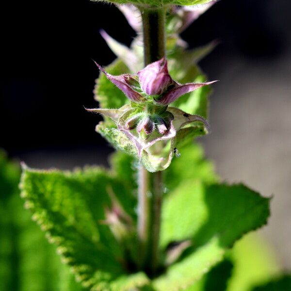 Salvia sclarea Flower