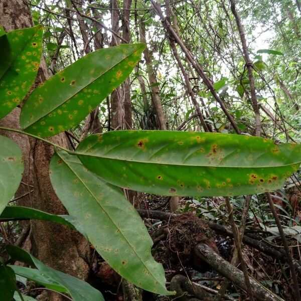 Pterocarpus officinalis Fuelha