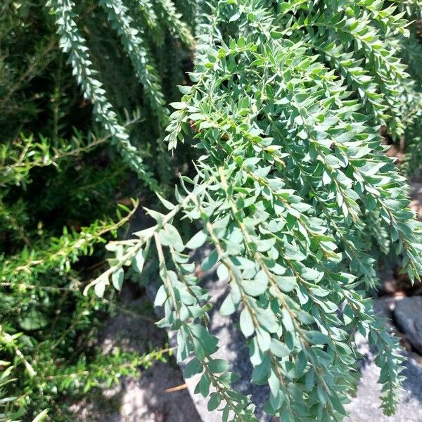 Acacia cultriformis Blad