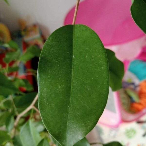 Ficus benjamina Blad