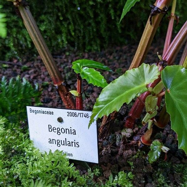 Begonia angularis Bark