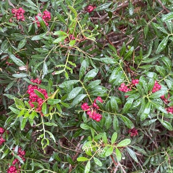 Pistacia lentiscus Fruto