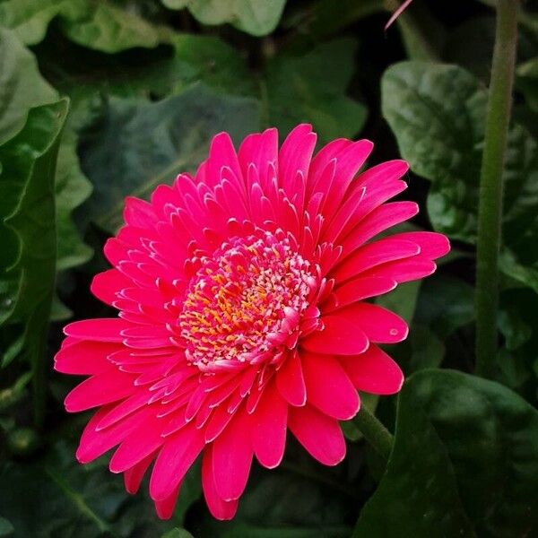 Gerbera jamesonii Flor