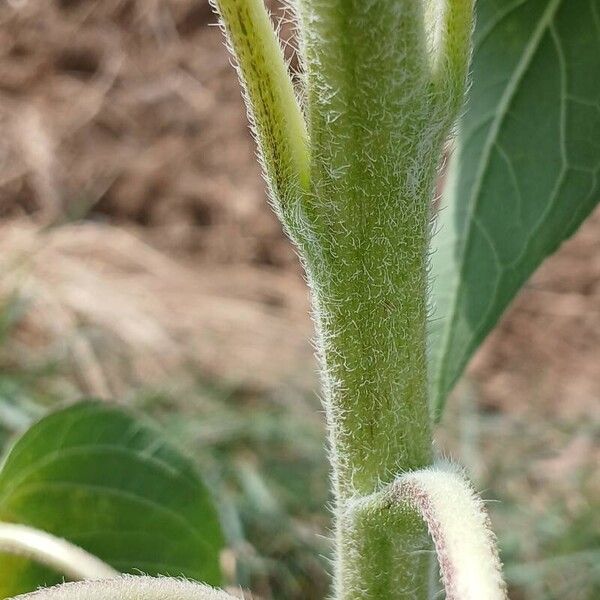 Helianthus annuus बार्क (छाल)