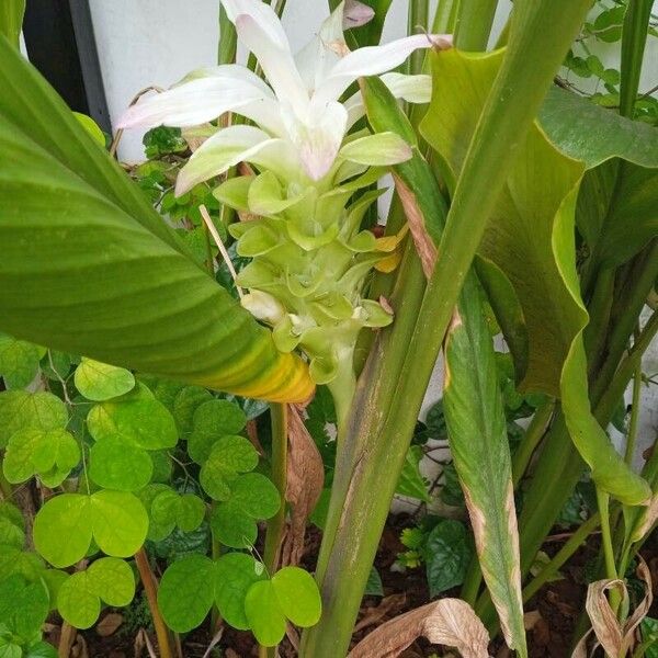 Curcuma aromatica Квітка