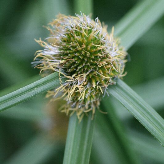 Cyperus aromaticus Fiore