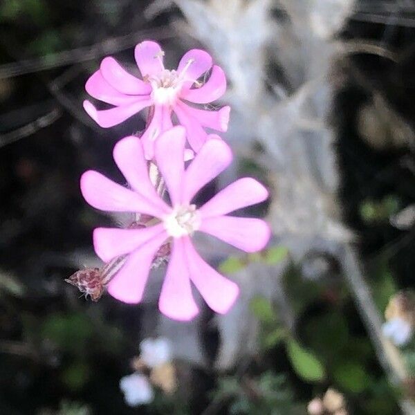 Silene colorata Blüte