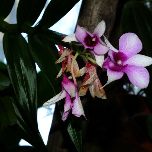 Dendrobium bigibbum Fiore