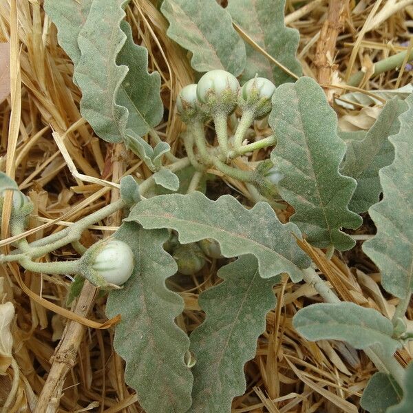 Solanum elaeagnifolium Plod