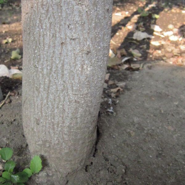 Grewia caffra Bark