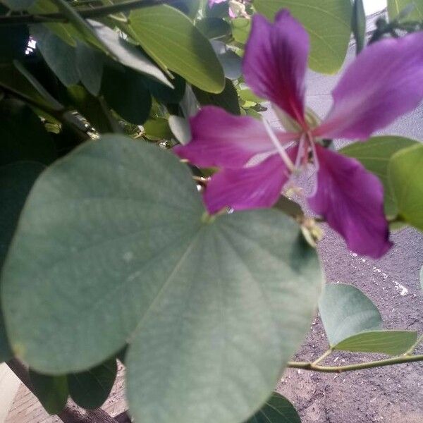 Bauhinia variegata Fleur