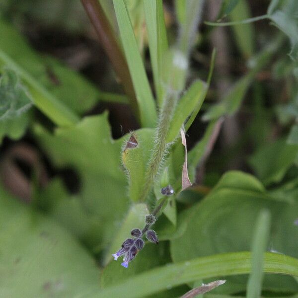 Myosotis discolor 葉