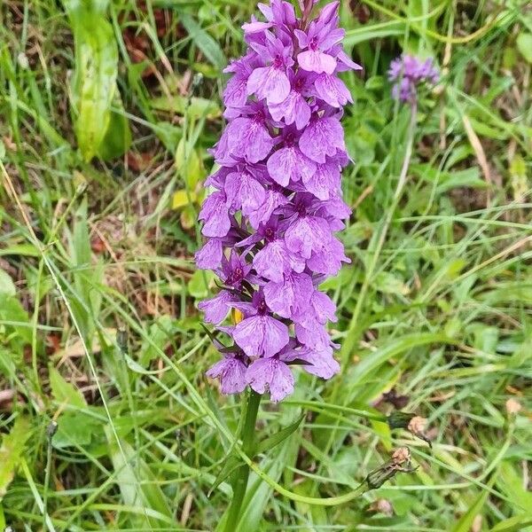 Dactylorhiza foliosa Flor