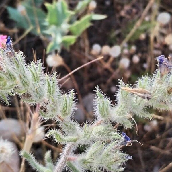 Echium angustifolium Floare