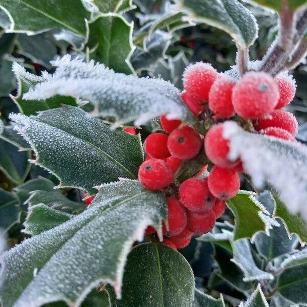 Ilex aquifolium Gyümölcs