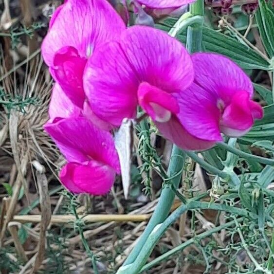 Lathyrus tingitanus Blüte