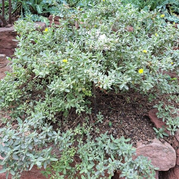 Helianthemum stipulatum Habit