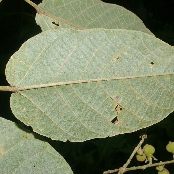 Croton billbergianus ഇല