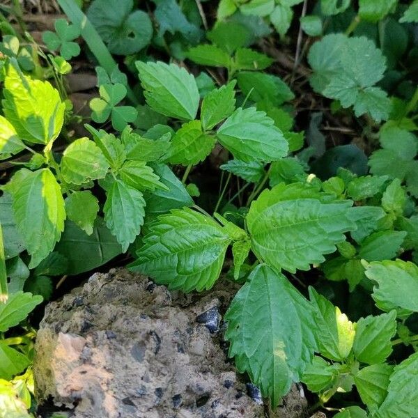 Potentilla norvegica Leaf